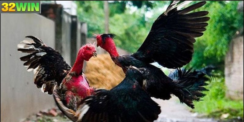 Kỹ thuật nuôi và huấn luyện gà đòn